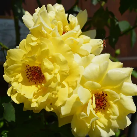 게스트하우스 Kleine, Feine Sonnwend