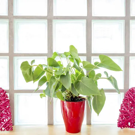 Kleine, Feine Sonnwend