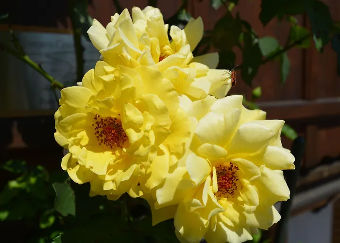 Affittacamere Kleine, Feine Sonnwend